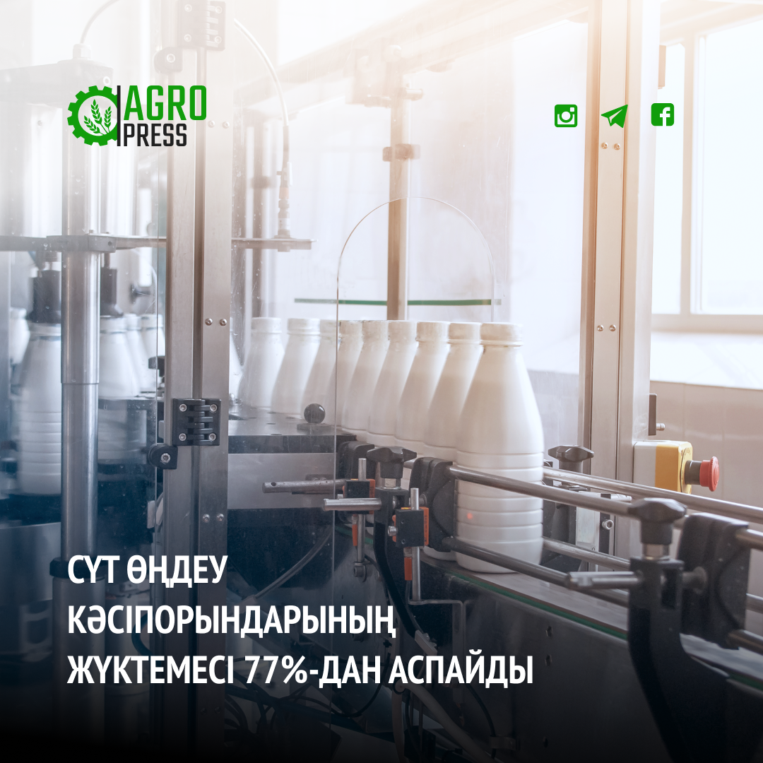 Сүт өңдеу кәсіпорындарының жүктемесі 77%-дан аспайды