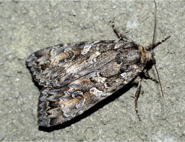 Мен ұйықтап жатқанда әйелімді былғадым