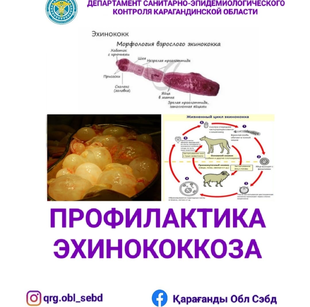 Профилактика эхинококкоза