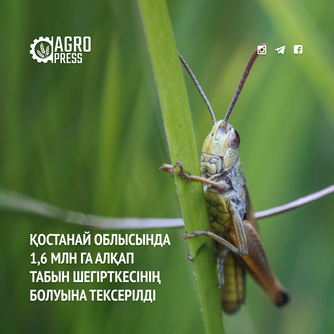 Қостанай облысында 1,6 млн га алқап табын шегірткесінің болуына тексерілді