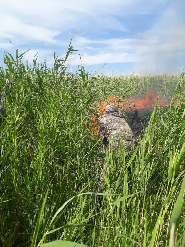 Көкпекті ауданында қамыс  өрті оқшауланды