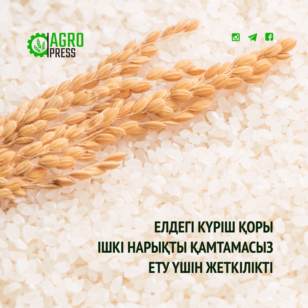 Елдегі күріш қоры ішкі нарықты қамтамасыз ету үшін  жеткілікті
