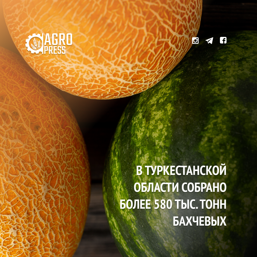 В Туркестанской области собрано более 580 тыс. тонн бахчевых