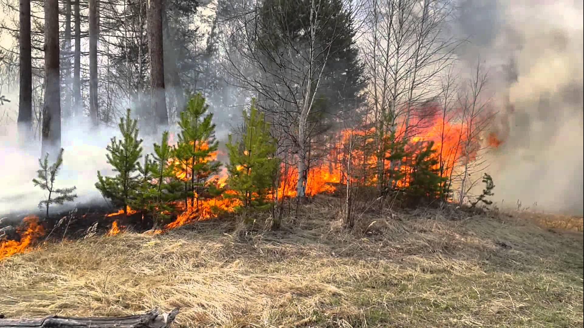 Повышенная пожароопасность. Пожар в лесу. Огонь в лесу. Природные пожары. Горящий лес.