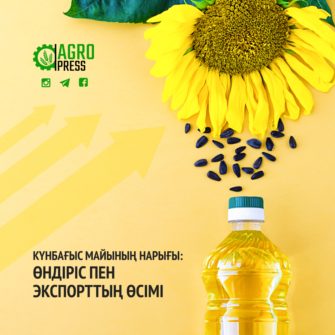 Күнбағыс майының нарығы: Өндіріс пен экспорттың өсімі