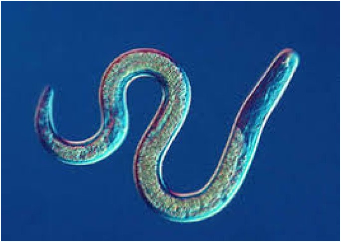 Қыз және африкалық секс Желідегі секс порно ауылы