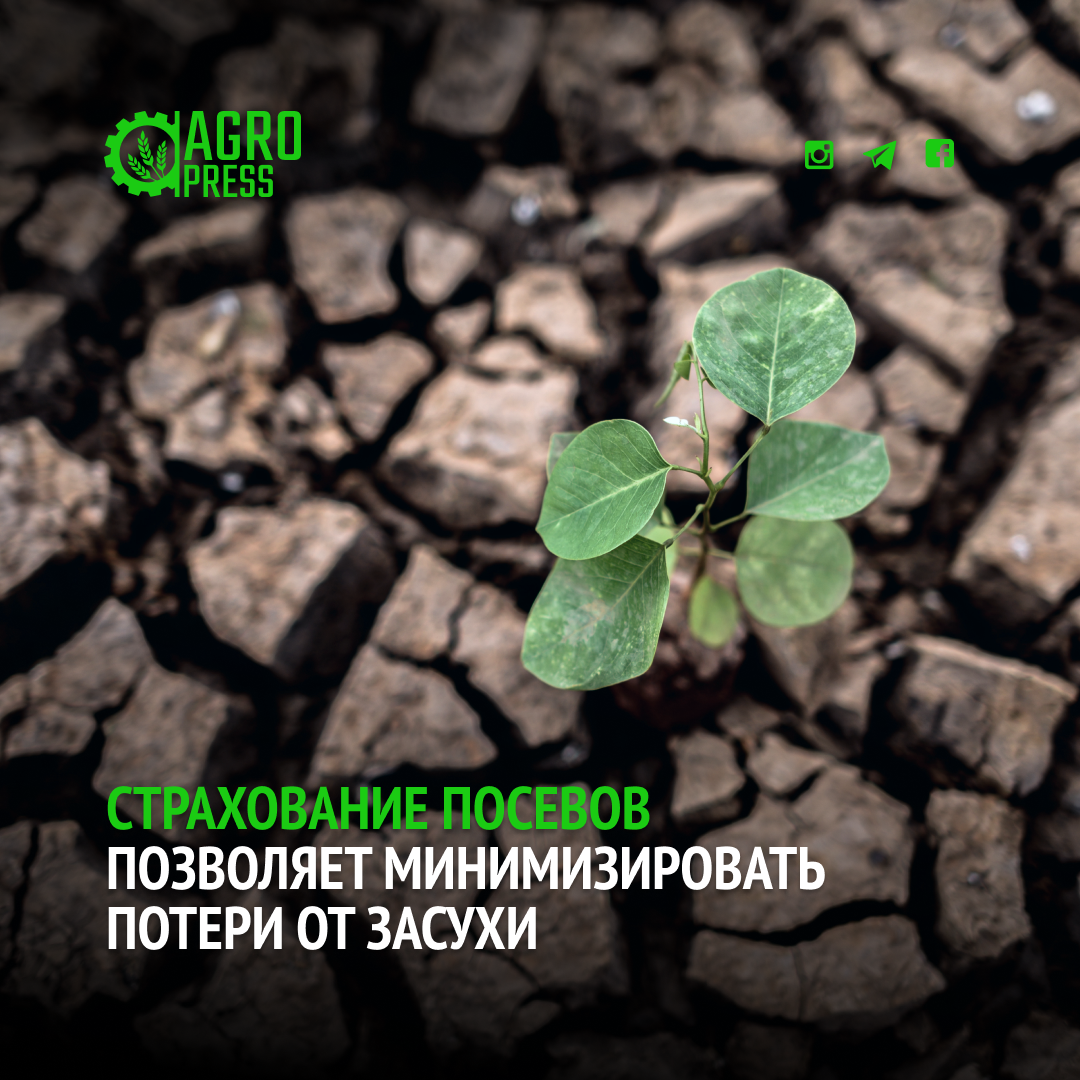 Страхование посевов позволяет минимизировать потери от засухи