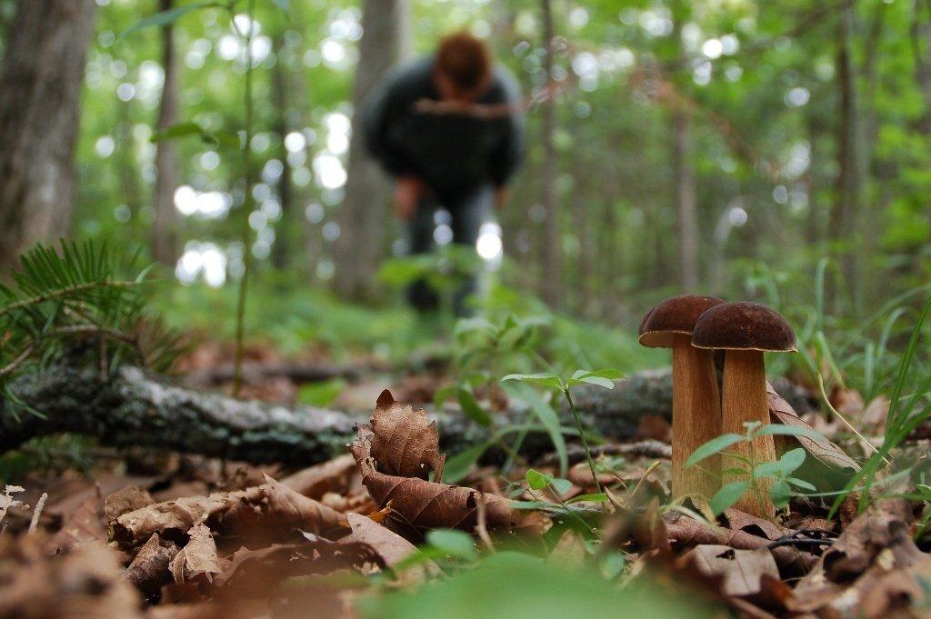 Как не потеряться в лесу, советы грибникам от ДЧС ВКО