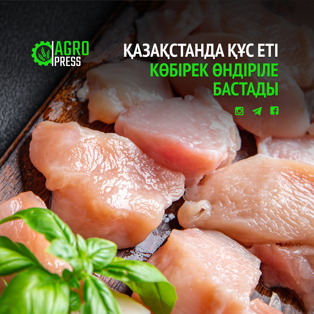 Қазақстанда құс еті көбірек өндіріле бастады