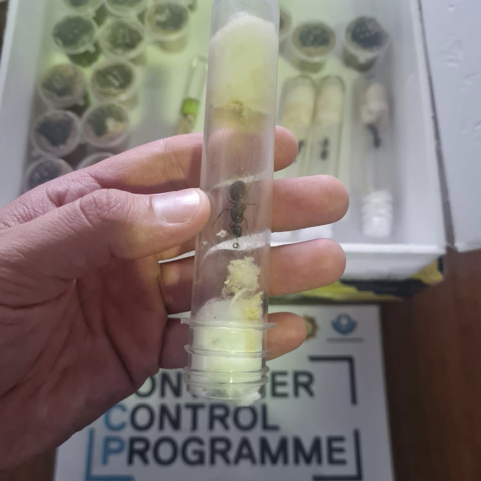 Алматы халықаралық әуежайында заңсыз әкелінген құмырсқалар контейнері тәркіленді&nbsp;