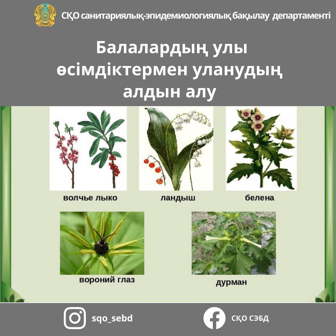 📌Балалардың улы өсімдіктермен улануын алдын алу