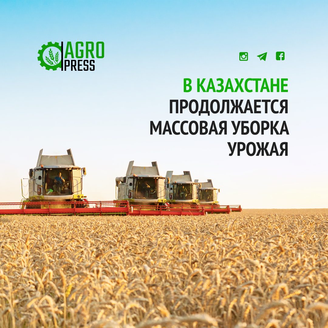 В Казахстане продолжается массовая уборка урожая