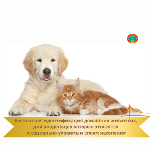 Бесплатная идентификация домашних животных, для владельцев которые относятся к социально уязвимым слоям населения