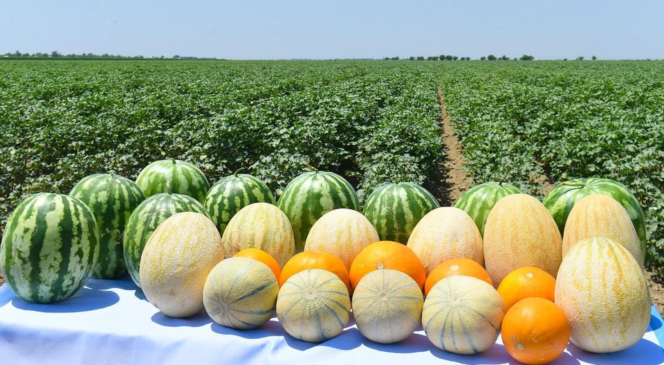 ТУРКЕСТАН: СОБРАНО 3 МЛН ТОННЫ ОВОЩЕЙ И САДОВОЙ ПРОДУКЦИИ