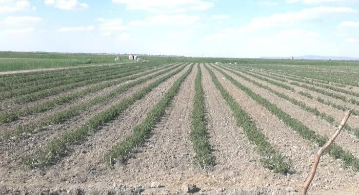 Шиелілік отбасыларға 1520 гектар жер бөлінді