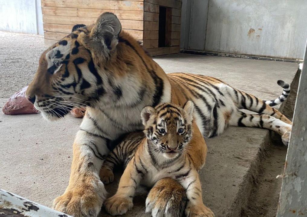 Шерхан и Шива –  имена новорождённым тигрятам дали в Карагандинском зоопарке