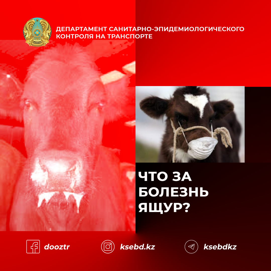 Что за болезнь ящур?