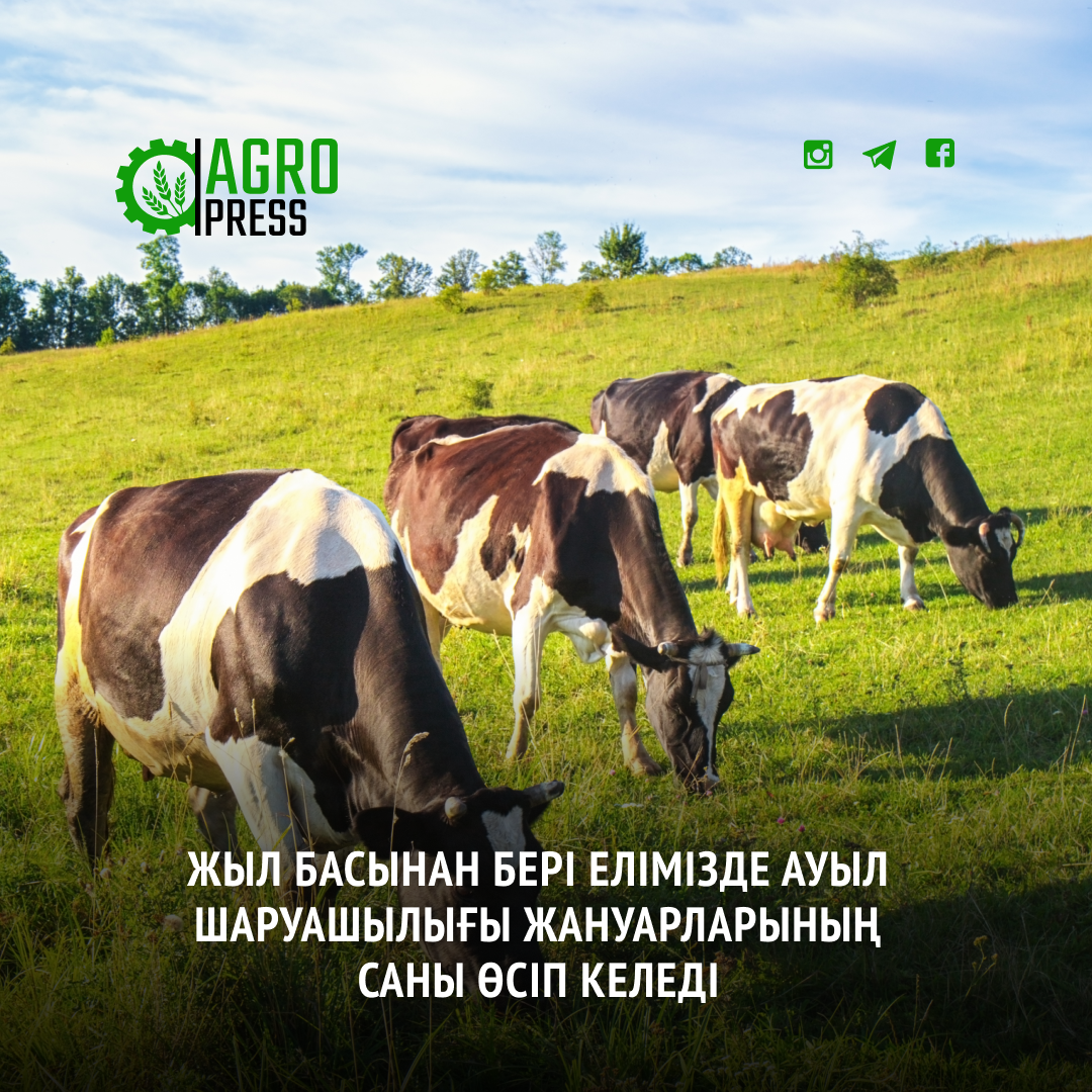 Жыл басынан бері елімізде ауыл шаруашылығы жануарларының саны өсіп келеді