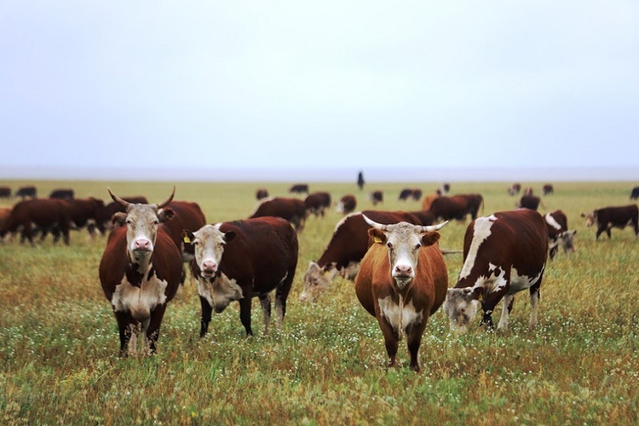 Заңсыз пайдаланылған жайылымдық жерлер мемлекетке қайтарылады