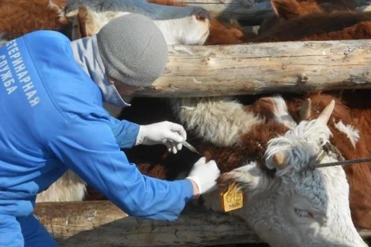 Сібір жарасының алдын алу
