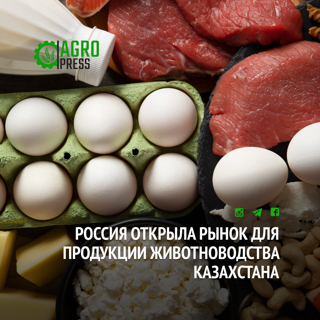 Россия открыла рынок для продукции животноводства Казахстана