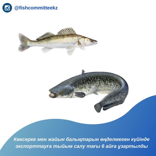 Министерством экологии и природных ресурсов введен запрет на экспорт рыб в непереработанном виде