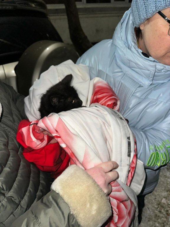 Құтқарушылар төтенше жағдайға тап болған кішкене мысыққа көмекке келді