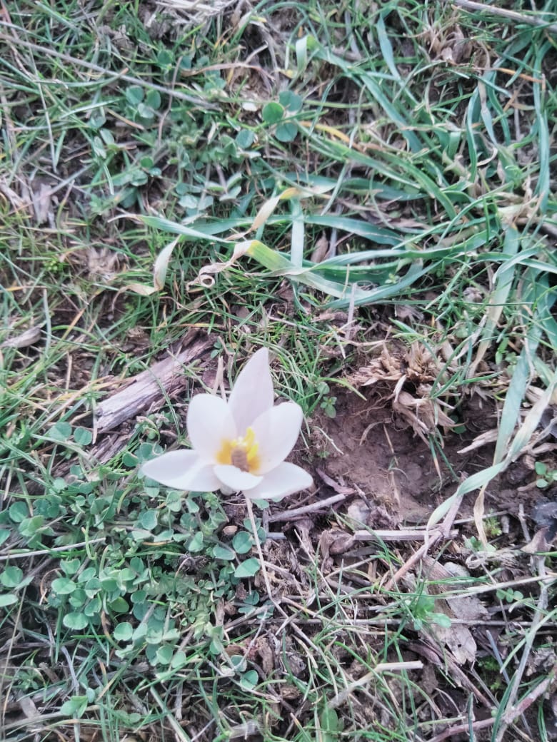 В ТУРКЕСТАНСКОЙ ОБЛАСТИ ЗАЦВЕЛИ ПОДСНЕЖНИКИ