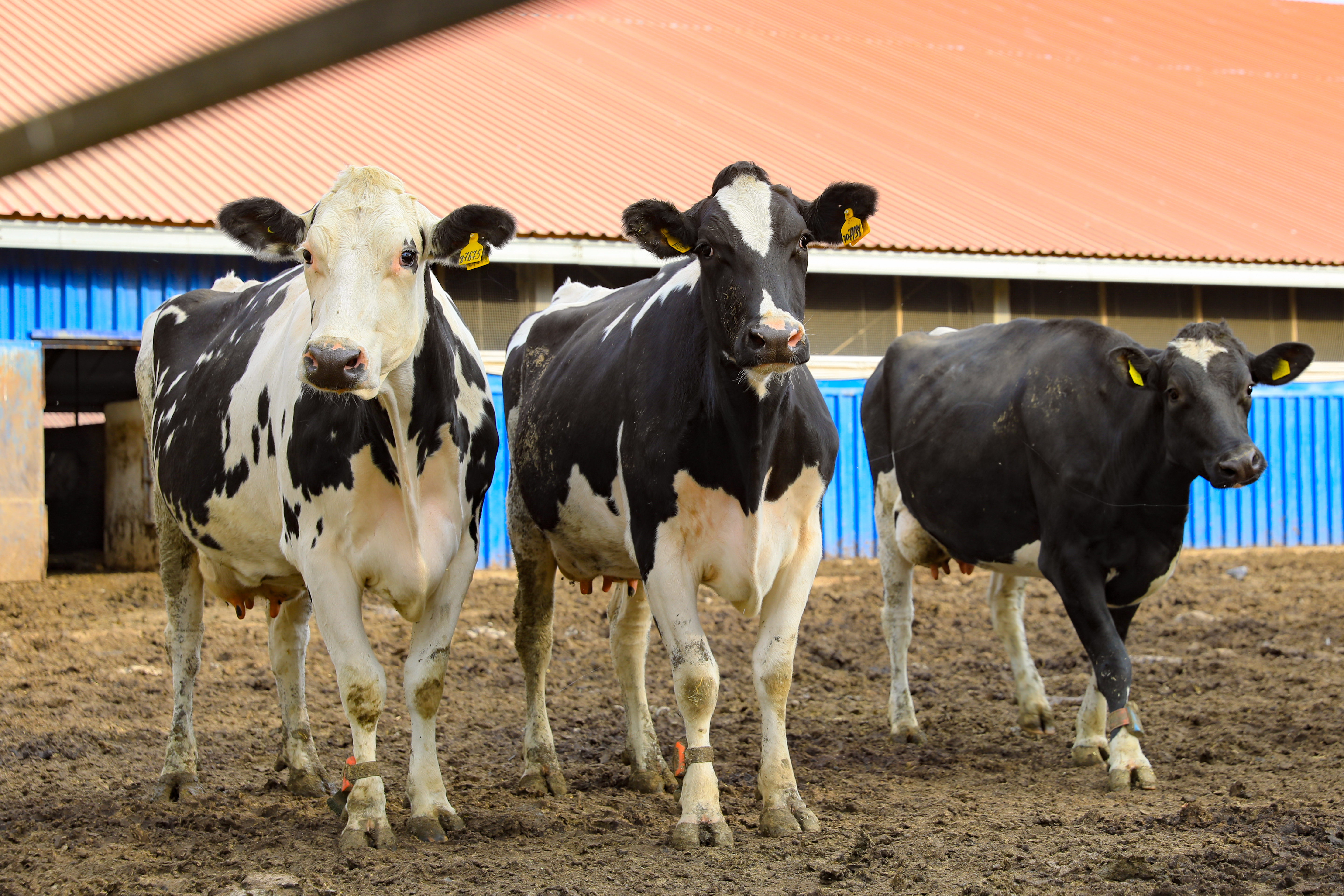 Тазалаушы әйелмен порно