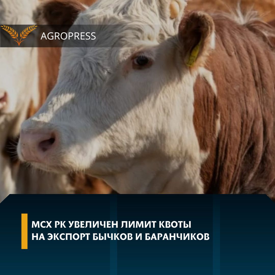 МСХ РК увеличен лимит квоты на экспорт бычков и баранчиков