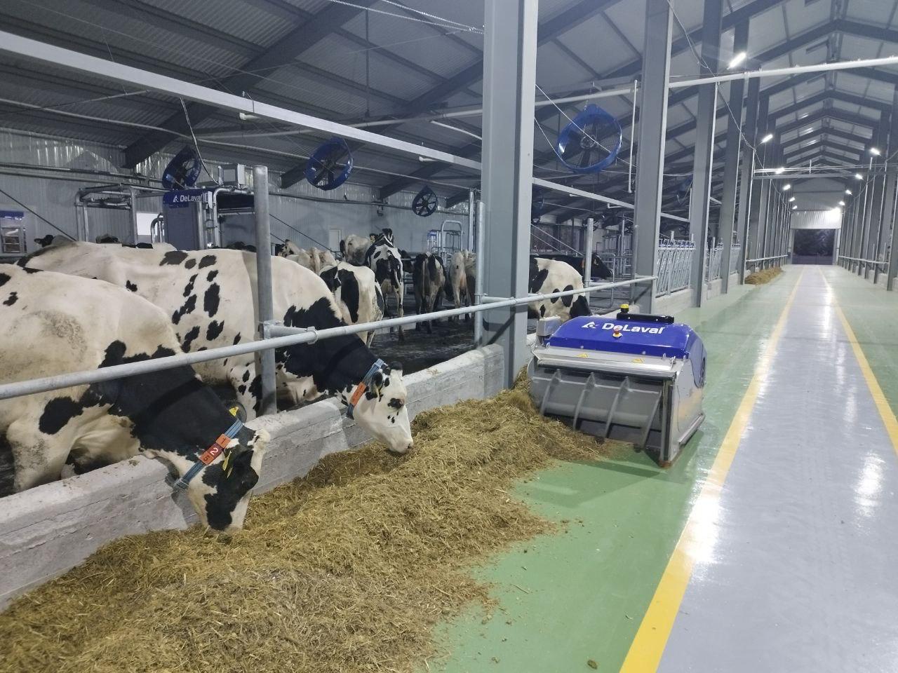 Өрмекші адам жыныстық қатынасқа түседі