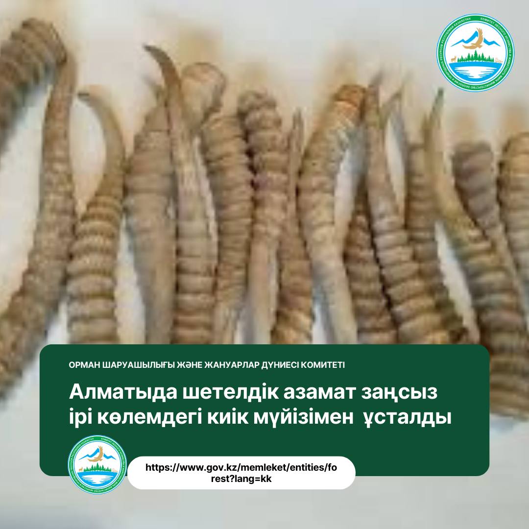 В Алматы задержан иностранный гражданин с крупной партией рогов сайги