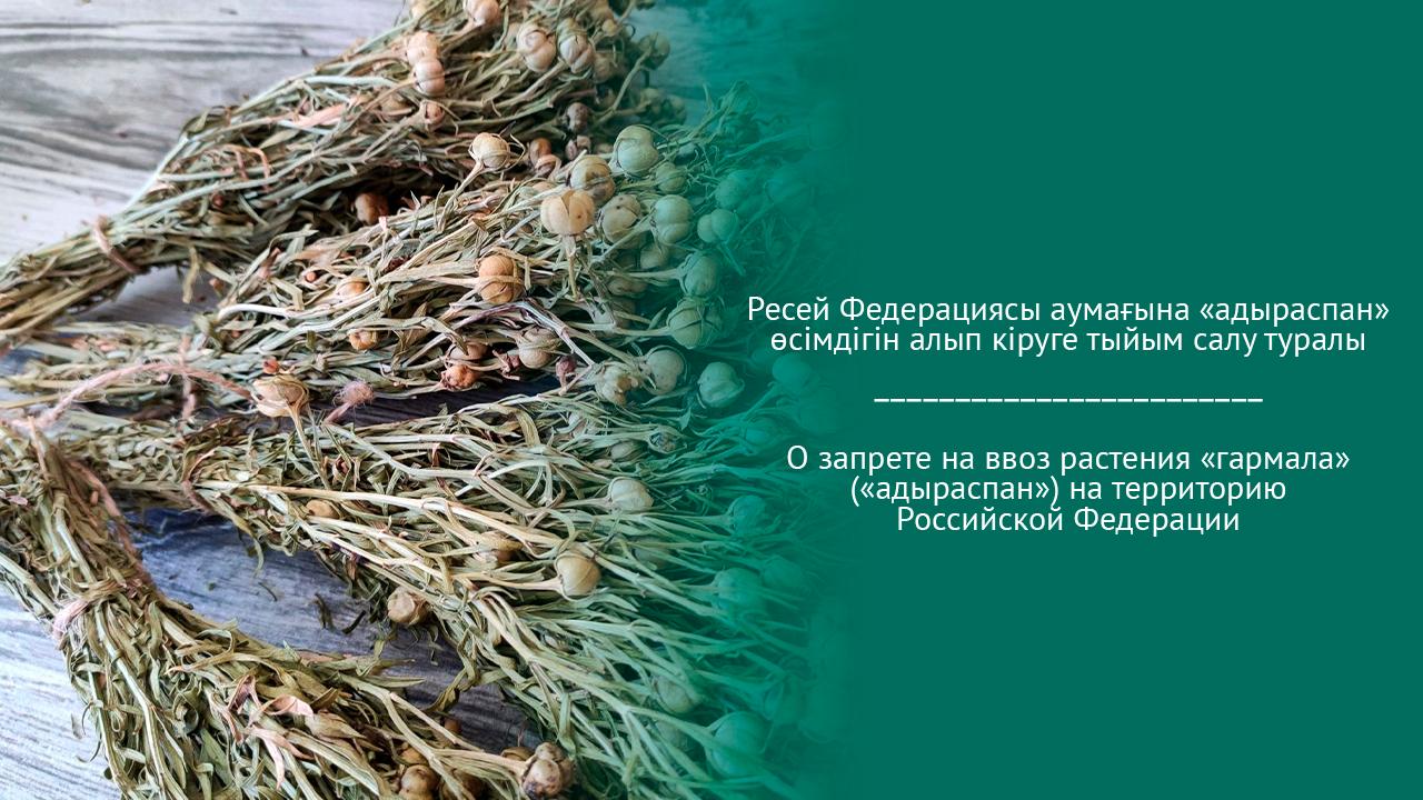 За незаконное перемещение растения гармала/адыраспан через Государственную границу РФ предусмотрена уголовная ответственность