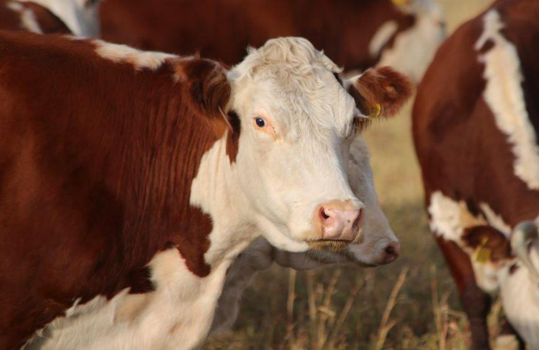 Сельское хозяйство в Жарминском районе: особенности и перспективы развития