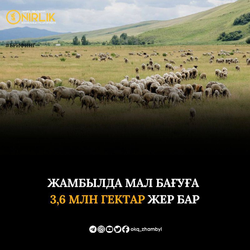 Жамбылда мал бағуға 3,6 млн гектар жер бар