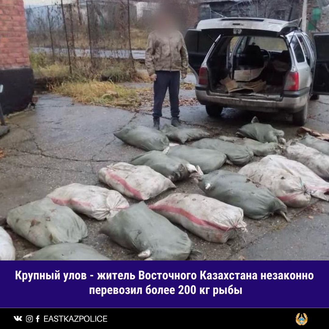 Ірі көлемде аулаған: Шығыс Қазақстан тұрғыны 200 келіден астам балықты заңсыз тасымалдаған