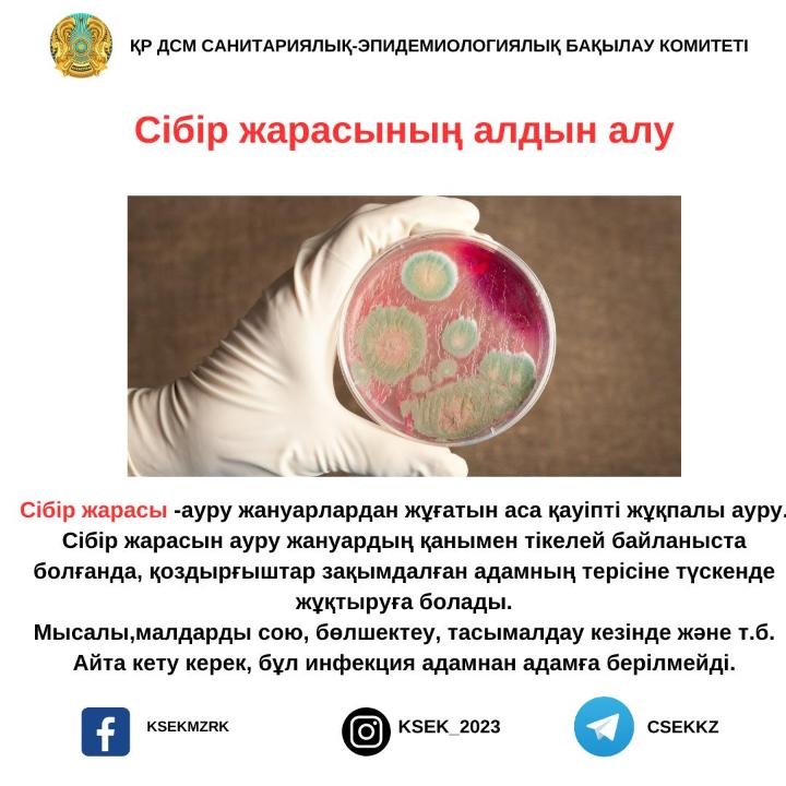 Үлкен транни порно