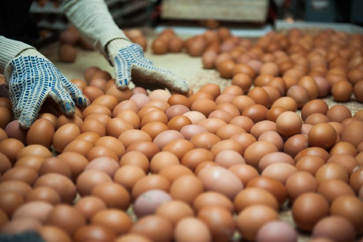 БӘЙДІБЕК АУДАНЫНДА ЖЫЛЫНА 200 МЛН ДАНА ЖҰМЫРТҚА ӨНДІРЕТІН ФАБРИКА ІСКЕ ҚОСЫЛМАҚ