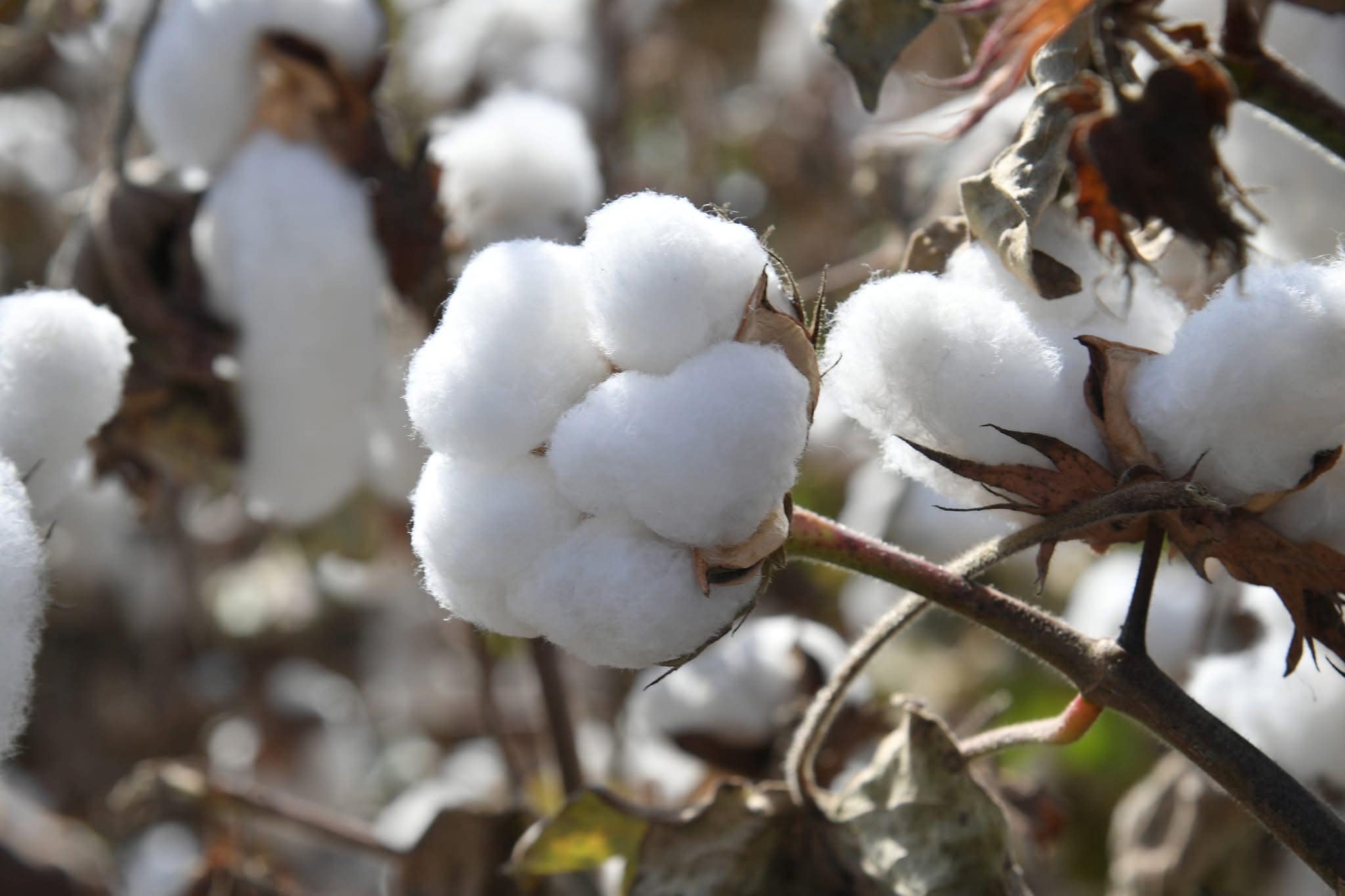 МАҚТААРАЛ АУДАНЫНДА БИЫЛ 90 МЫҢ ТОННАДАН АСТАМ МАҚТА ЖИНАЛҒАН