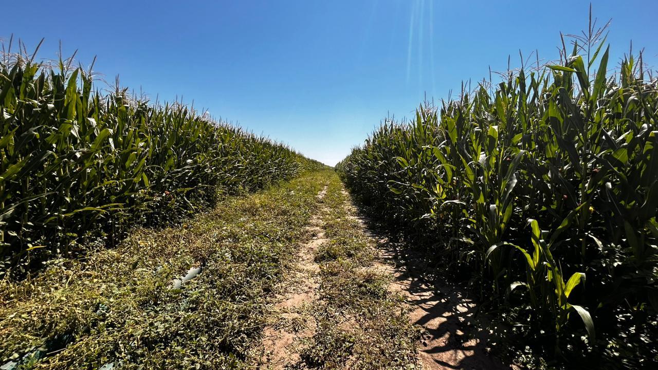 Шашты жетілген әйелдердің жеке порно фотосуреттері