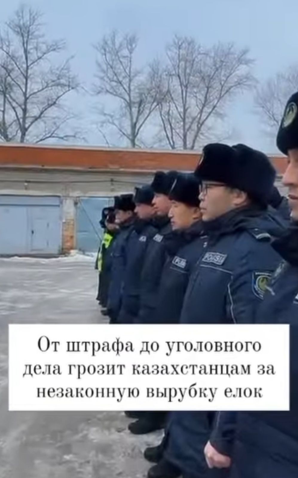 От штрафа до уголовного дела грозит за незаконную вырубку елок!