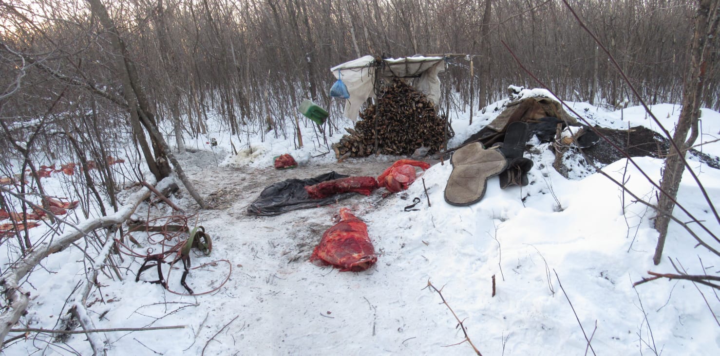 СҚО-да жылқы ұрлаған тұрғын сотталды