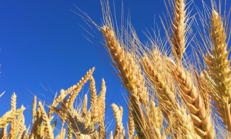 Бородулиха ауданы ауыл шаруашылығында өсім көрсетіп жатыр