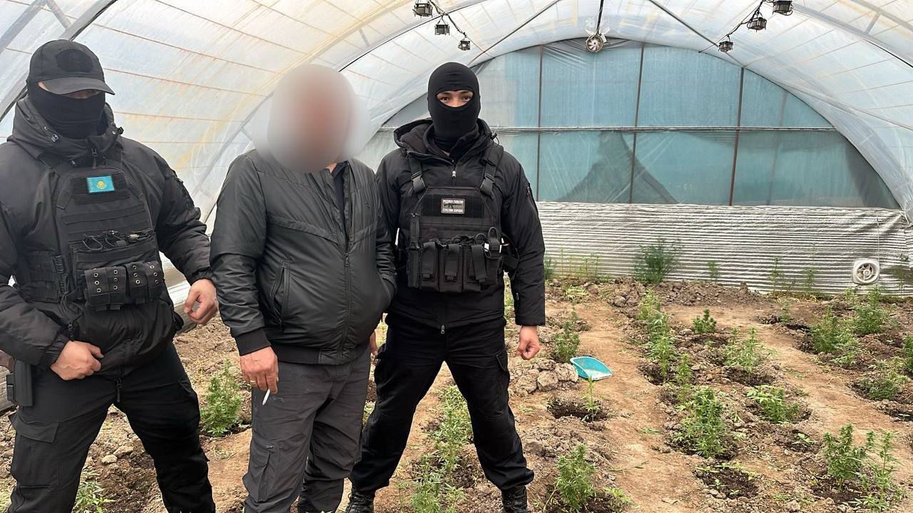 Қызылорда облысында полицейлер есірткі өсіретін фитозертхананың жұмысын тоқтатты