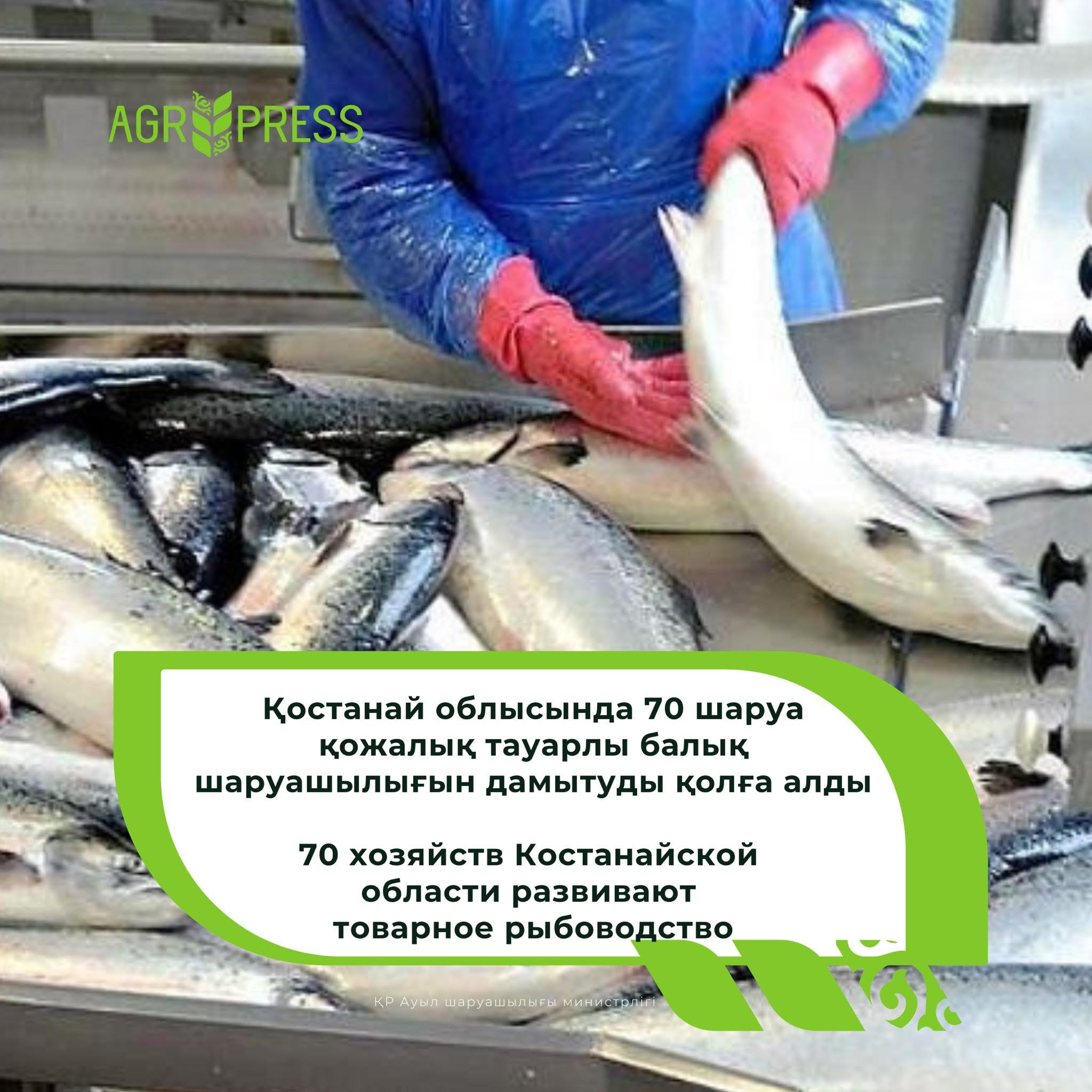 70 хозяйств Костанайской области развивают товарное рыбоводство