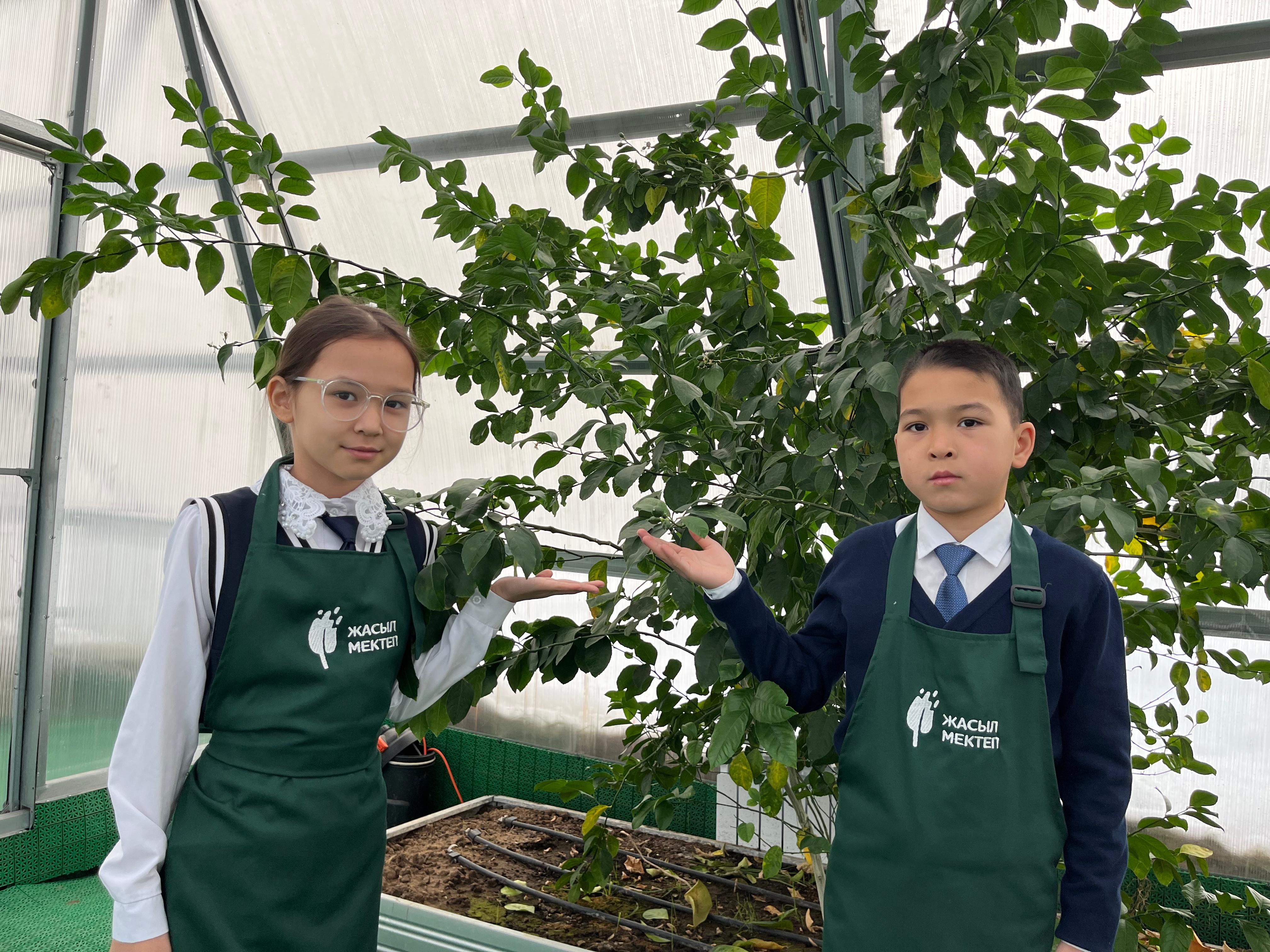«Таза Қазақстан»: астаналық оқушылар жылыжайда лимон мен көкеністің түр-түрін өсіреді