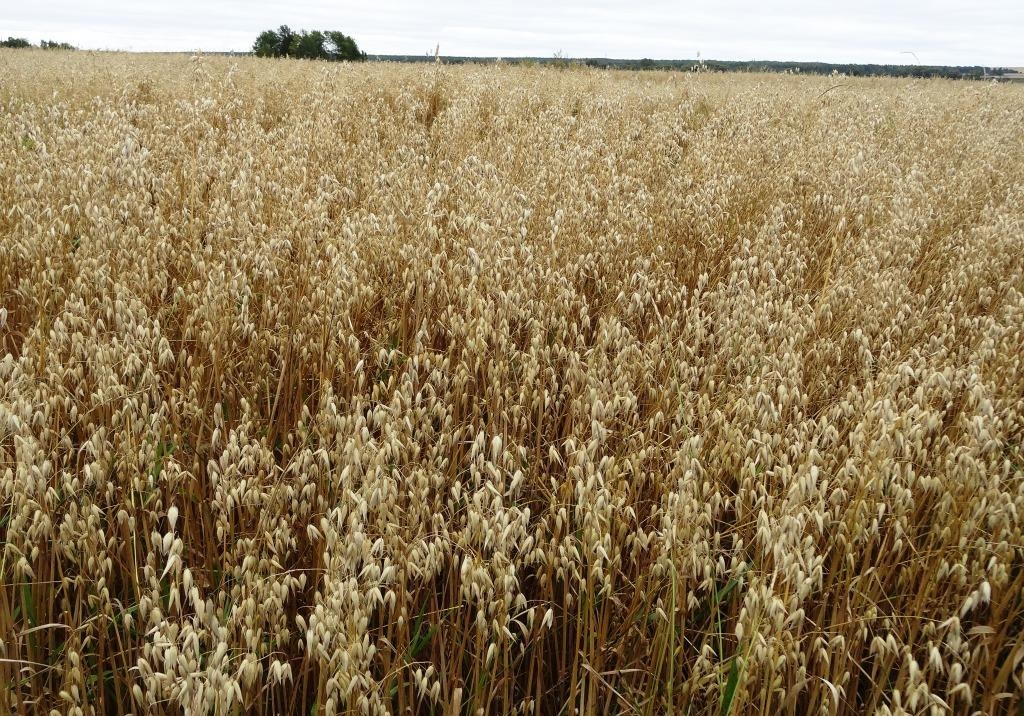 ҰАҒББО ғалымдары сұлы селекциясы  бойынша жұмыстарды жалғастыруда