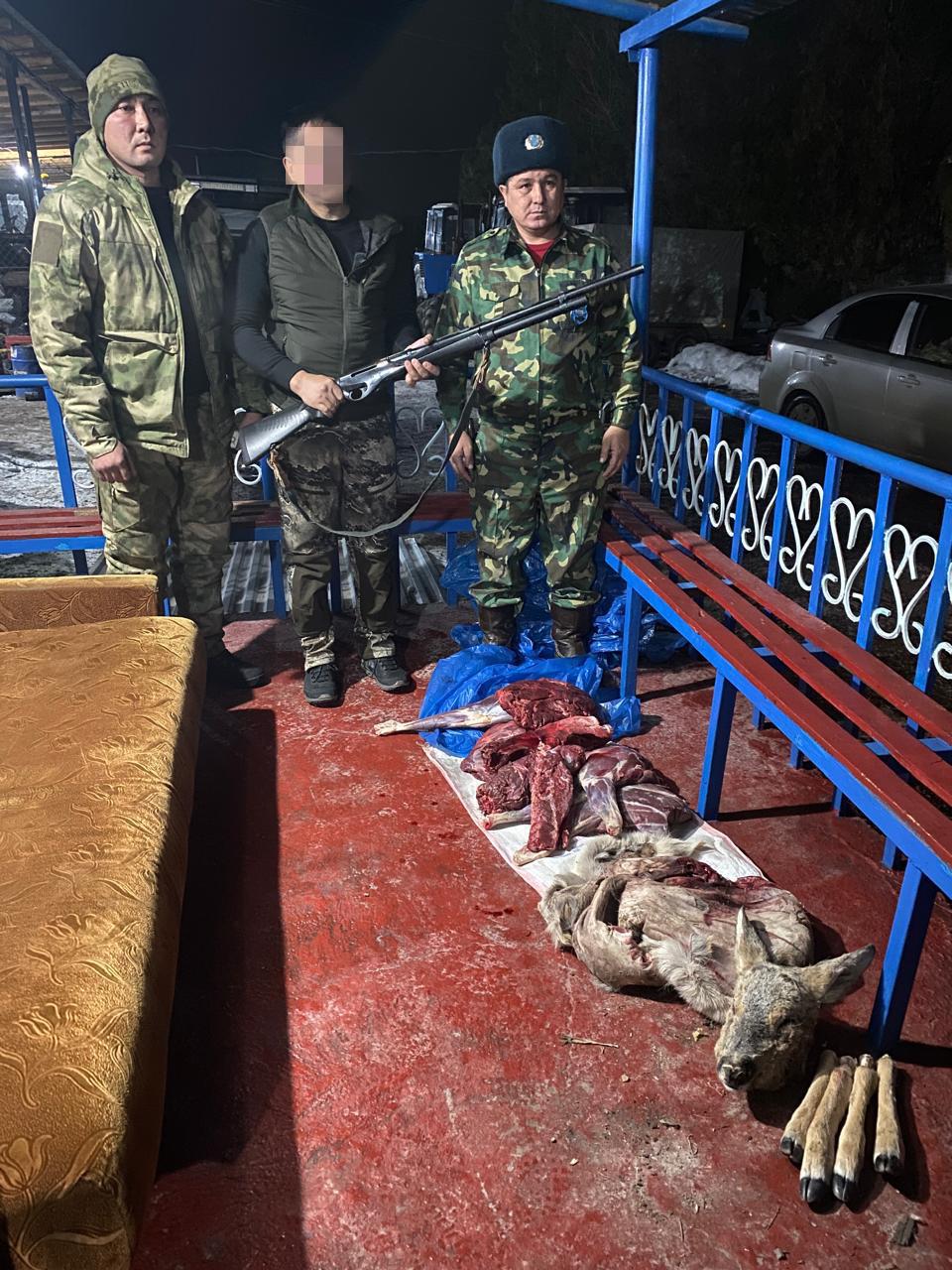 🔰«Меркі» жергілікті маңызы бар мемлекеттік табиғи қаумалы аумағында елік аңына ұқсайтын жануарын атып алу фактісі анықталды.