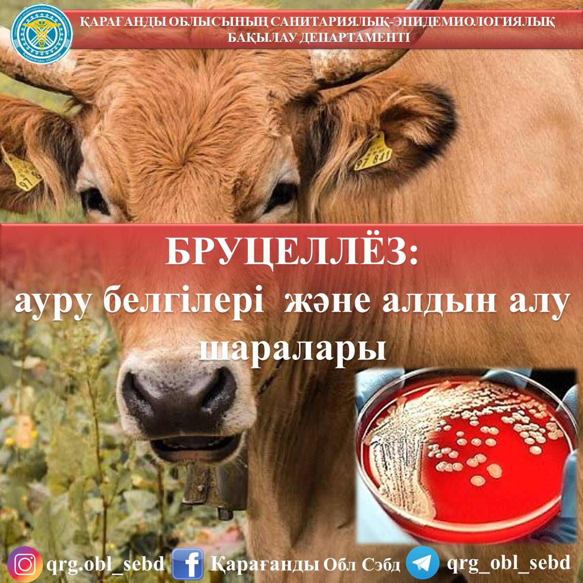 Аннет Шварц терең жұлдыру қара нәсілділер