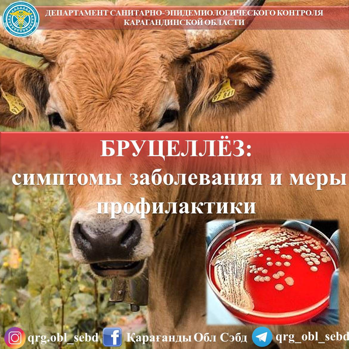 БРУЦЕЛЛЕЗ: симптомы заболевания и меры профилактики